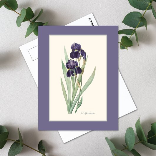 Lila Iris Botanische Redoute Postkarte