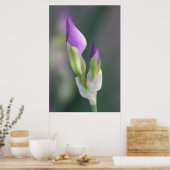 Lila Iris Bud [L] Poster (Küche)