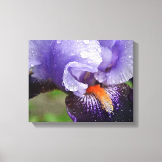 Lila Iris Canvas Print Leinwanddruck (Vorderseite)