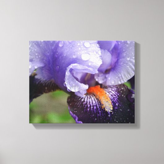 Lila Iris Canvas Print Leinwanddruck (Vorderseite)