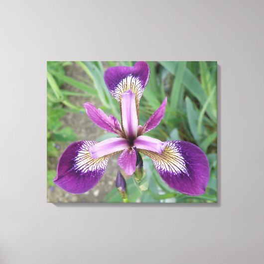Lila Iris Canvas Print Leinwanddruck (Vorderseite)