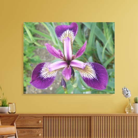 Lila Iris Canvas Print Leinwanddruck (Insitu (Wohnzimmer))