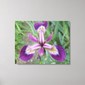 Lila Iris Canvas Print Leinwanddruck (Vorderseite)
