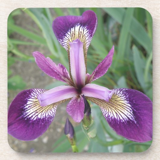 Lila Iris Cork Untersetzer (Vorderseite)