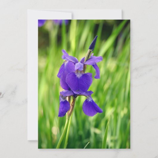 Lila Iris Dankeskarte (Vorderseite)