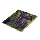 Lila Iris Fliese (Seite)