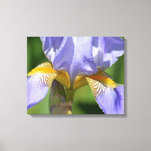 Lila Iris Floralphotography Leinwanddruck (Vorderseite)