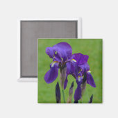 Lila Iris Flowe Magnet (Vorderseite/Rückseite)
