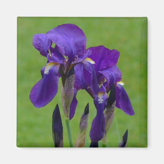 Lila Iris Flowe Magnet (Vorne)