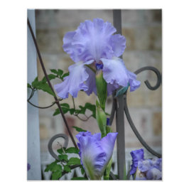 Lila Iris Foto Print