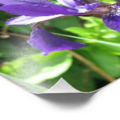 Lila Iris Fotodruck (Ecke)