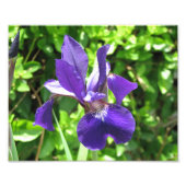 Lila Iris Fotodruck (Vorne)