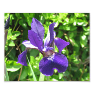Lila Iris Fotodruck