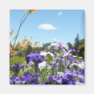 Lila Iris Garden Magnet
