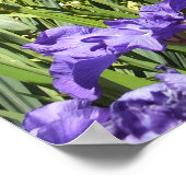 Lila Iris Garden Poster (Ecke)