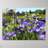 Lila Iris Garden Poster (Vorne)
