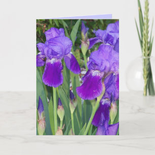Lila Iris Geburtstagskarte Karte