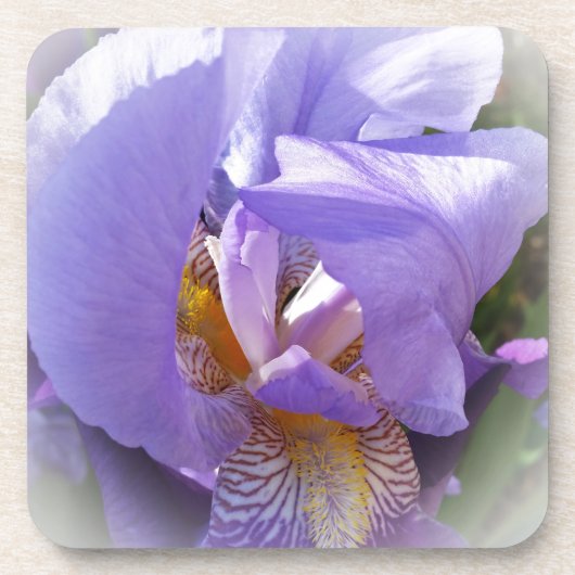 lila Iris Getränkeuntersetzer (Vorderseite)