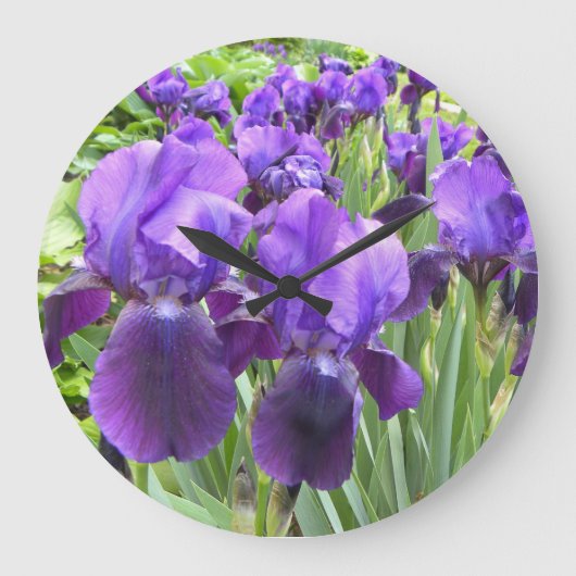 Lila Iris in der Blüte Große Wanduhr (Vorderseite)