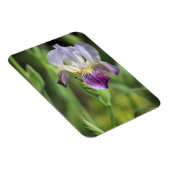 Lila Iris in der Sonne Magnet (Rechte Seite)