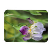 Lila Iris in der Sonne Magnet (Horizontal)