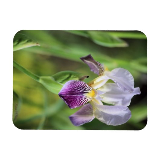 Lila Iris in der Sonne Magnet (Horizontal)