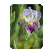 Lila Iris in der Sonne Magnet (Vertikal)