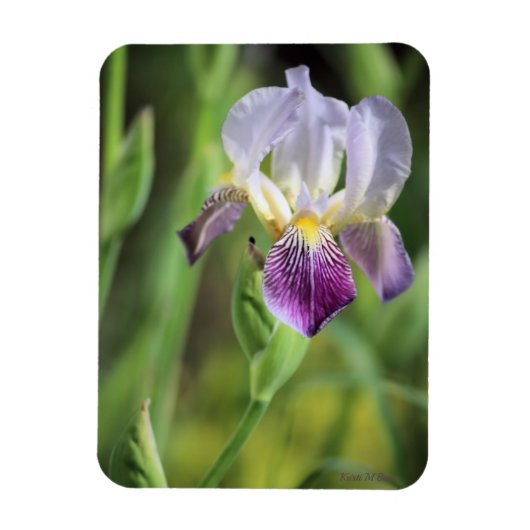 Lila Iris in der Sonne Magnet (Vertikal)