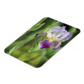 Lila Iris in der Sonne Magnet (Linke Seite)