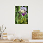 Lila Iris in der Sonne Poster (Küche)