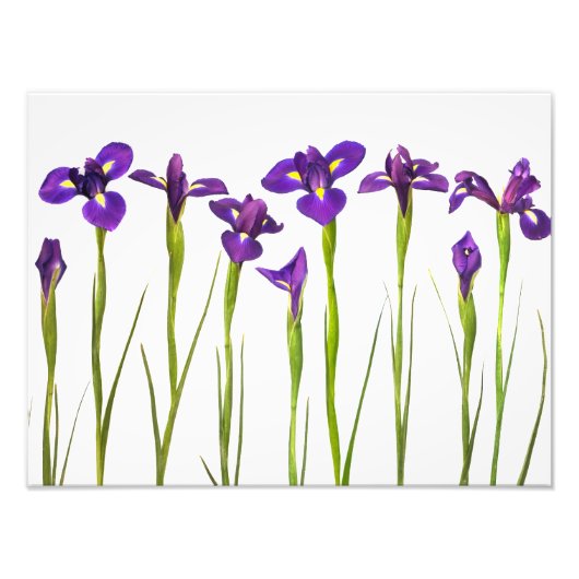 Lila Iris - Iris-Blume - angepasste Vorlage Fotodruck (Vorne)