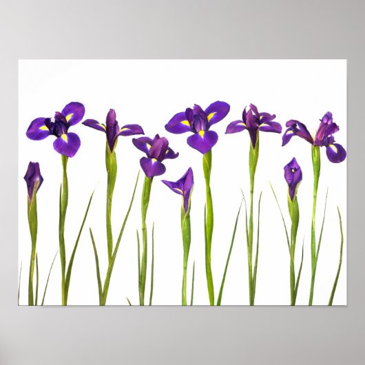 Lila Iris - Iris-Blume - angepasste Vorlage Poster (Vorne)