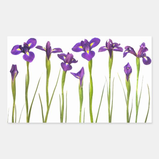 Lila Iris - Iris-Blume - angepasste Vorlage Rechteckiger Aufkleber (Vorderseite)