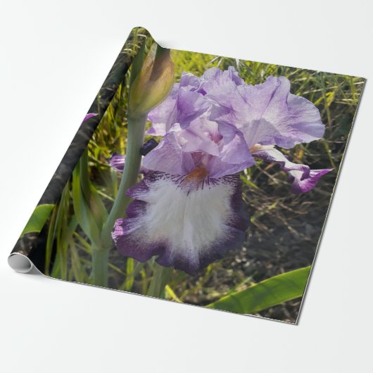Lila Iris irises Blume Lavender Lilac Bearded Geschenkpapier (Ungerollt)