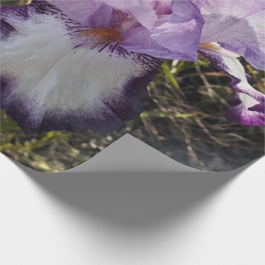 Lila Iris irises Blume Lavender Lilac Bearded Geschenkpapier (Ecke)
