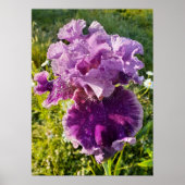 Lila Iris Irises Blumengartenposter Poster (Vorne)