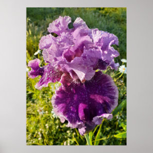 Lila Iris Irises Blumengartenposter Poster