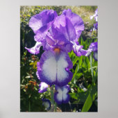 Lila Iris Irises Hütte Garden Art Pflanzen Poster (Vorne)