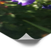 Lila Iris Irises Hütte Garden Art Pflanzen Poster (Ecke)