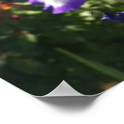 Lila Iris Irises Hütte Garden Art Pflanzen Poster (Ecke)