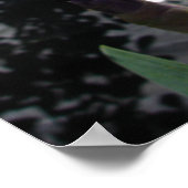 Lila Iris Irises Hütte Garden Art Pflanzen Poster (Ecke)