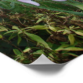 Lila Iris Irises Hütte Garden Pflanze Poster (Ecke)