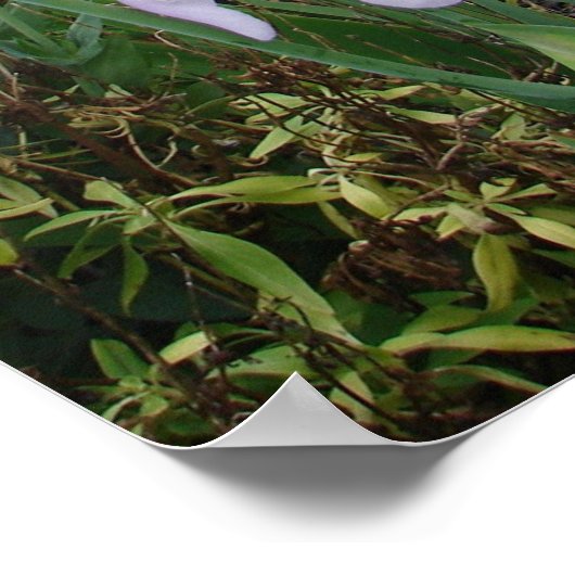 Lila Iris Irises Hütte Garden Pflanze Poster (Ecke)