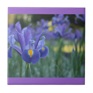 Lila Iris Keramikfliese