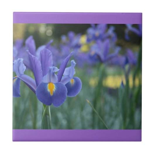 Lila Iris Keramikfliese (Vorderseite)