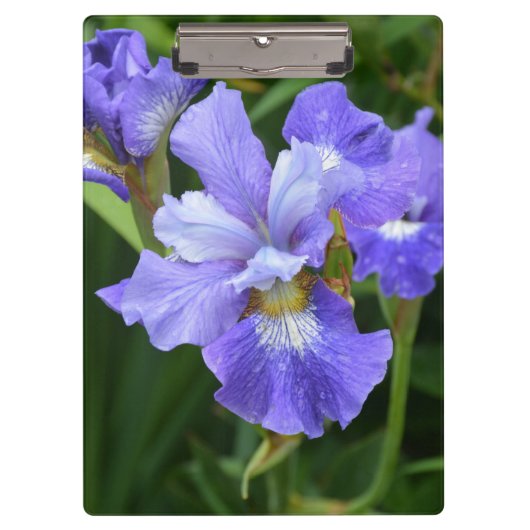 Lila Iris Klemmbrett (Vorderseite)