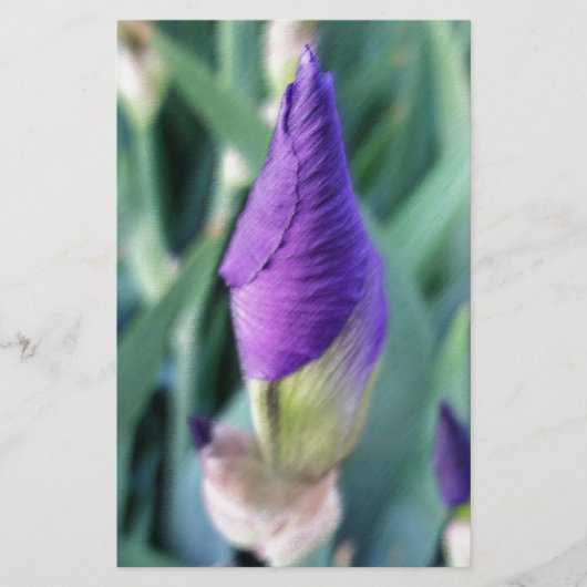lila Iris-Knospe Briefpapier (Vorderseite)