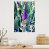lila Iris-Knoten Poster (Küche)