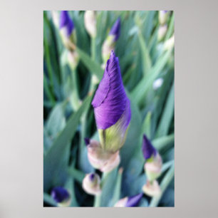lila Iris-Knoten Poster