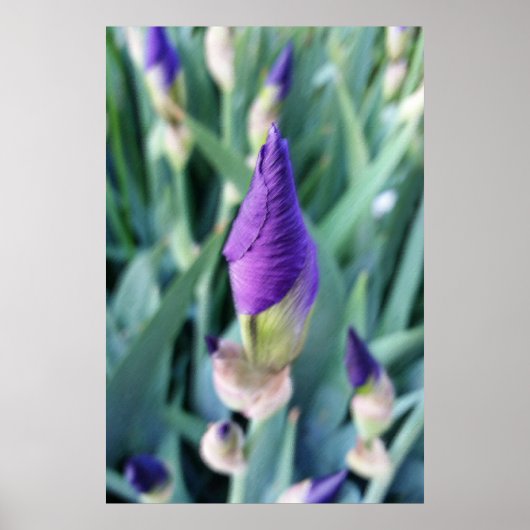 lila Iris-Knoten Poster (Vorne)